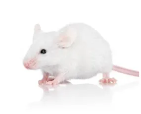 Frozen Mice - Pinky