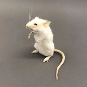 Taxidermy White Mouse